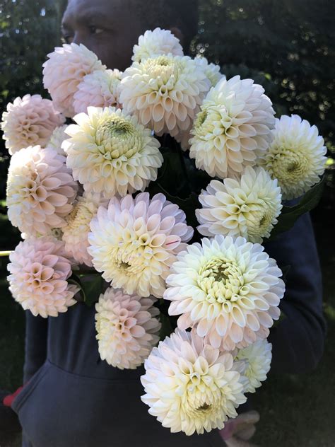 Gift certificates now available for dahlia tubers or cut flowers. Pin by Bear Creek Farm on Light Blend Dahlias | Flower ...