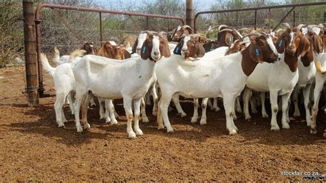 100 Pure Breeds Boer Goats For Sale My Namibia