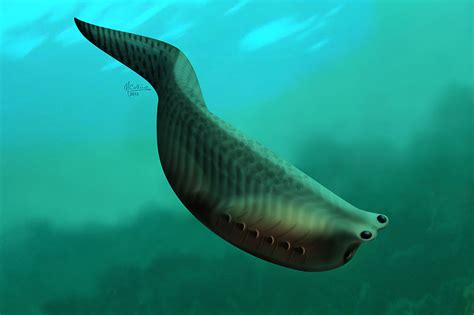 500 Million Year Old Creature Was On The Way To Evolving Jaws Science
