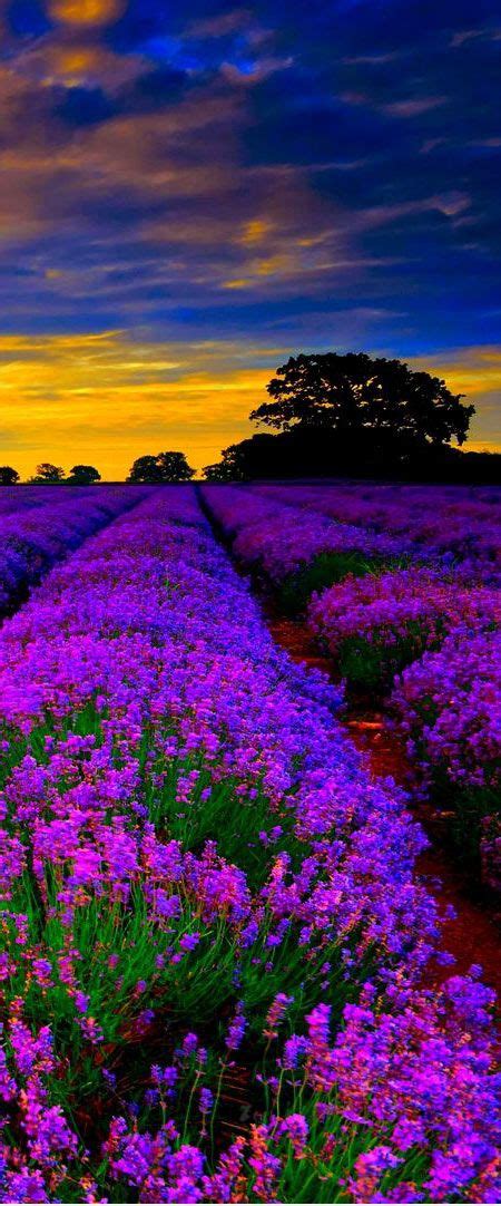 Maybe you would like to learn more about one of these? Lavender Fields in Luberon near Mont Ventoux Region ...