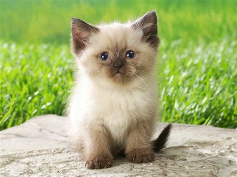Chattons mignons, chatmignon, chatsdroles chat cat funnycat des chats drôles, des chats rigolos images de chat trop mignon aimer et partager. Meilleur photo du chat mignon ? C'est a vous de décider ...