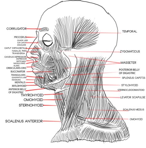 Muscles Of The Head By Label Muscles Of The Head And Neck Labeling