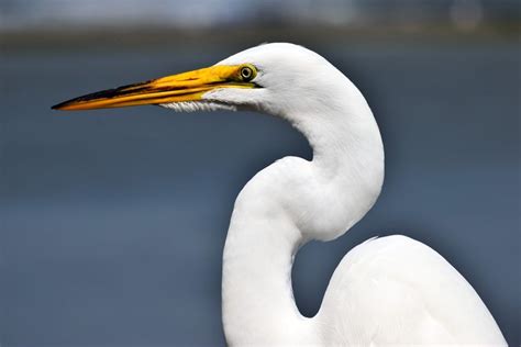 Its The Great Egret Bird Coastal Birds Wildlife