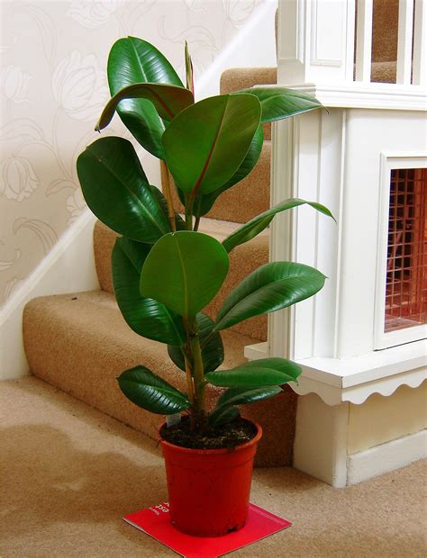 Easyplants Traditional Evergreen Indoor Plant Garden Tree Pot House