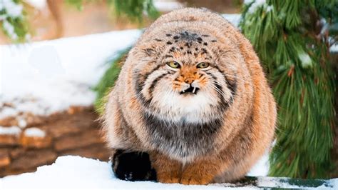 Rare Dangerous Cats Wild Cat Predator Pallas Cat Caracal Jaguarundi