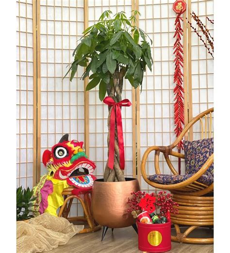 Chinese New Year Plants That Will Bring You Good Fortune Tumbleweed