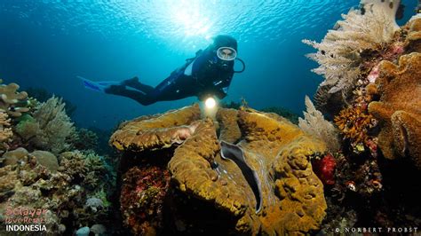 Selayar Dive Resort Your Perfect Diving Holiday In Indonesia