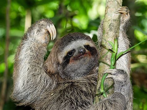 Sloths Fur Provides A Feast For Hungry Birds Science Aaas