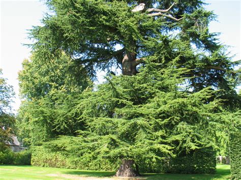 Definition från wiktionary, den fria ordlistan. Herken de boomsoort NL: Libanon ceder; Latin: Cedrus ...