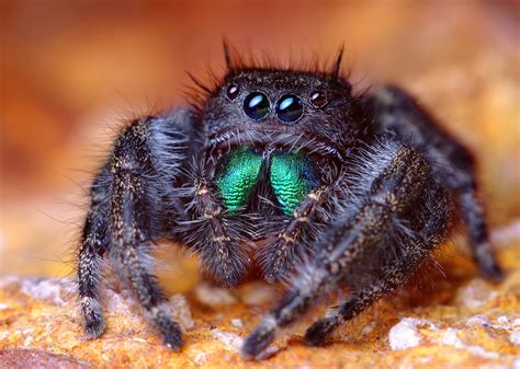 Check spelling or type a new query. File:Adult Female Phidippus audax Jumping Spider.jpg ...