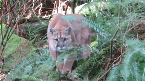Cougar Stalking Vancouver Island Man Captured On Camera Video