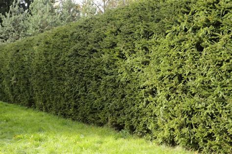 Normalerweise fällt es auf juni, juli und. Wann blüht die Fichte? » Wissenswertes zur Blütezeit