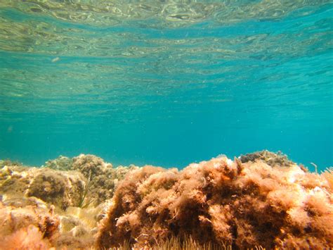 Seabed Underwater Free Stock Photo Public Domain Pictures