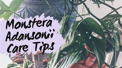 How long have you owned this and can you suggest any specific care tips? How I Care For My Monstera Adansonii | My Grow Lights ...