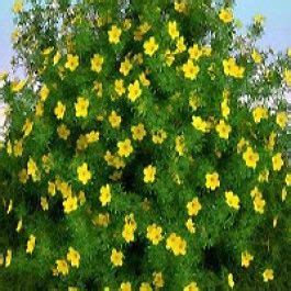 Spring flowering bushes in michigan. Image result for yellow flowering bushes in michigan ...