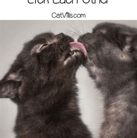 Why Do Cats Groom Each Other Most Common Reasons