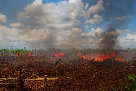 Berdasarkan data badan penanggulangan bencana daerah (bpbd). Lahan Gambut di Aceh Terbakar, Lalap 50 Hektare Lahan ...