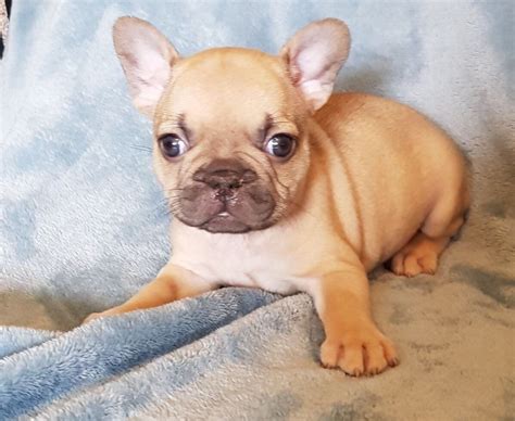 French bulldog breeder is located in richmond, virginia and we can also organize interstate domestic shipping. French Bulldog Puppies For Sale | California Street, CA ...