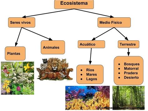 Tipos De Ecosistema Mind Map Tipos De Ecosistemas Ecosistemas Porn