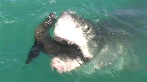Great White Shark Eats Seal Youtube