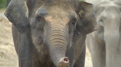 Saving Asian Elephants YouTube