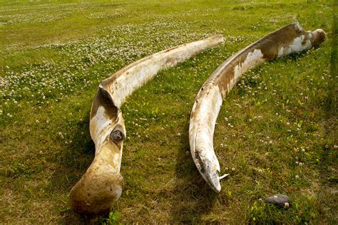 Whale Bones Whaling Is Still Legal In Iceland Thomas Quine Flickr