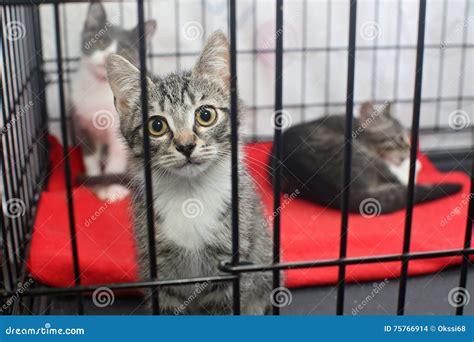 Little Kittens In A Cage Of A Shelter Stock Photo Image Of Three