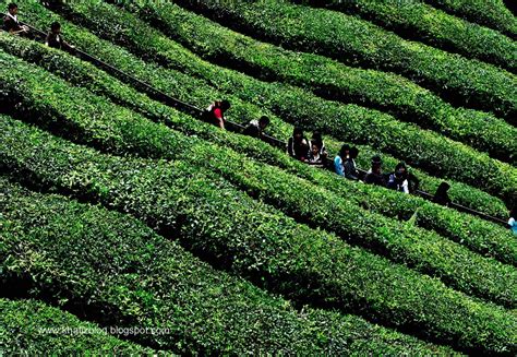 கேமரன் மலை) is a district in pahang, malaysia occupying an area of 712.18 square. Kembara Foto:Tanah Tinggi Cameron