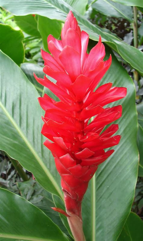 Check spelling or type a new query. Polynesian_Produce_Stand