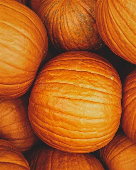 Close Up Of Orange Pumpkins On A Pumpkin Patch Stock Photo Image Of