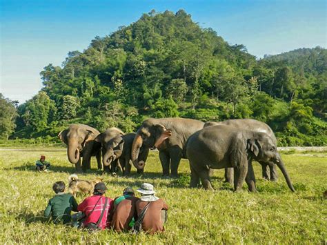 Visit elephants in countries where they live in the wild. World Elephant Day 2015 - Scubafish NewsScubafish News