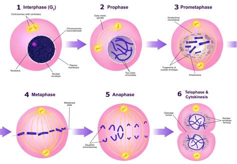 Prophase Mitosis