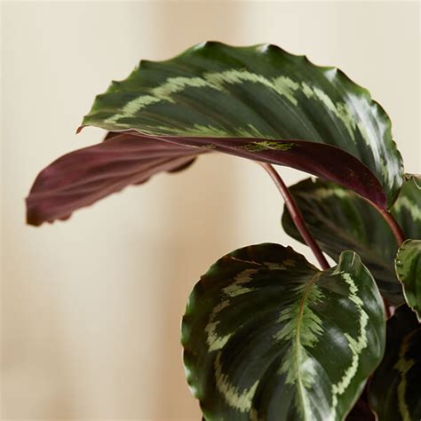 Calathea 101 How To Care For Calatheas Bloomscape Calathea Plant