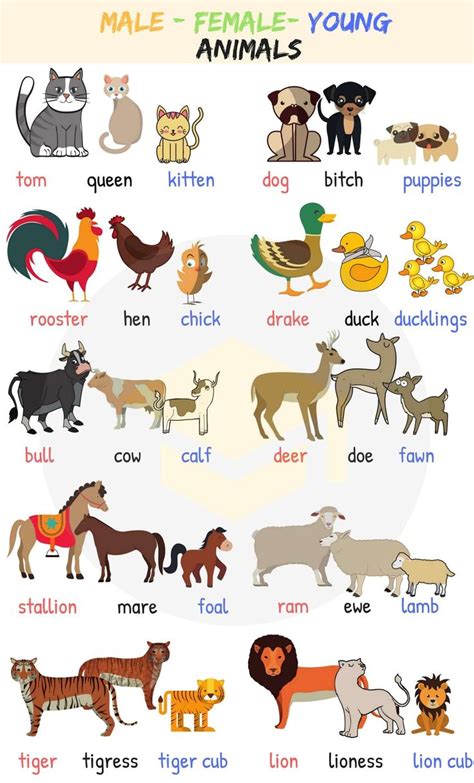 Pin by Ratnakar Patil on Screenshots | Animals name in english, Kids
