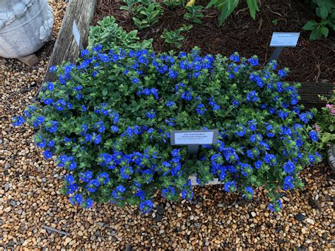 Monica to love martinezpatios to love. 10 Annual Plants for Hot, Dry Climates | Proven Winners