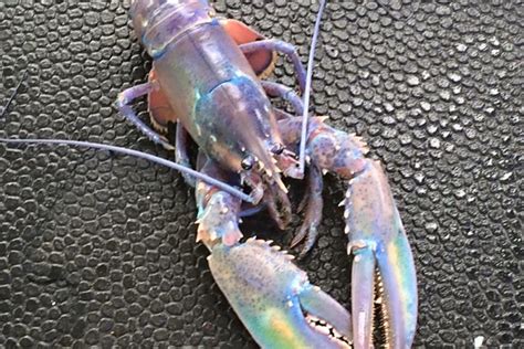 Rare Blue Lobster Is A One In Two Million Find Invertebrates Earth