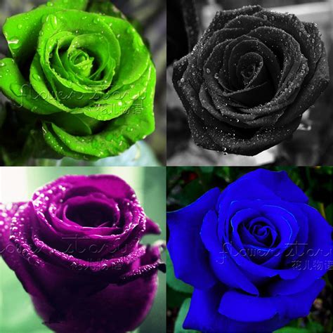 2017 Rose Seeds 9 Kinds 900 Rare Rainbow Pink Purple Green Black White