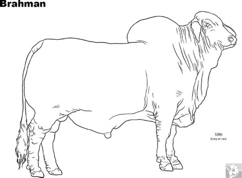 Located in southeast texas in the small town of hungerford, heritage cattle company is a family owned and operated brahman cattle ranch dedicated to quality cattle and customer satisfaction. Breed Coloring Pages - Brahman