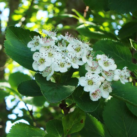 | meaning, pronunciation, translations and examples. Hungry for a little landscape color? Give thanks for hawthorn | Audubon Rockies