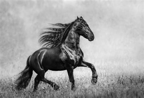 Black And White Horse Wallpapers Top Free Black And White Horse