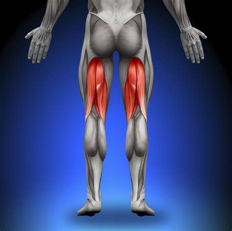 Hamstring Anatomy The Orthopaedic Therapy Clinic