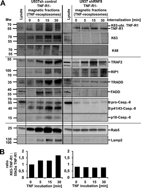 Downregulation Of Rnf8 Prevents Tnf R1 Trafficking And Disc Download Scientific Diagram