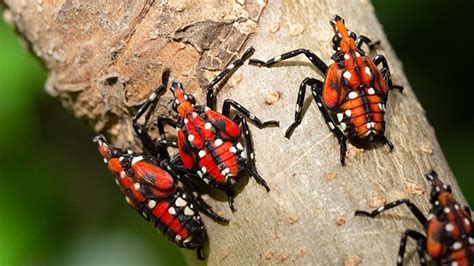 5 biodiversity and ecosystem services, bioversity international, 34397 montpellier, france. Spotted lanternfly found in Massachusetts - Garden Center ...