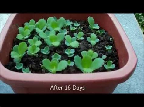 We did not find results for: Mother of Thousands Propagation from Leaf (Kalanchoe ...