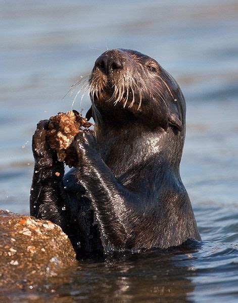 Sea Otter Wikipedia The Free Encyclopedia Sea Otter Otters Sea