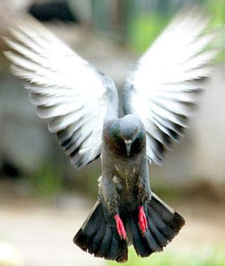 Maybe you would like to learn more about one of these? gambar burung merpati | XTRA TWO