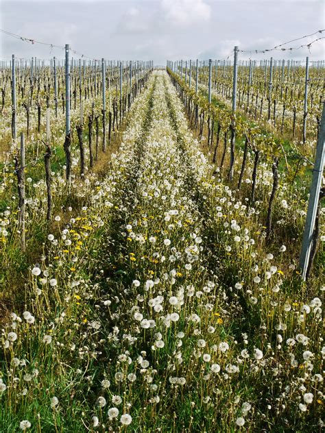 Images Gratuites La Nature Vignoble Du Vin Blanc Champ Fleur