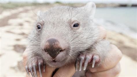 Baby Wombat Hugs Prize Attraction After Flinders Island Video Goes Viral