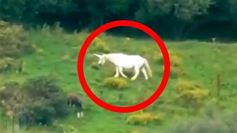 Unicorns Caught On Camera And Spotted In Real Life The Best 10