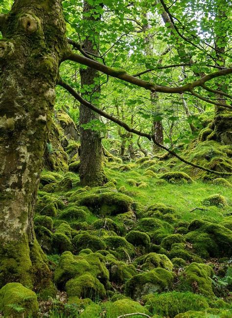 Mossy Forest Forest Landscape Beautiful Nature Scenery